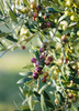Olea europea 'Arbequina', Hardy Olive Tree - Live Plant