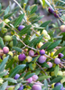 Olea europea 'Arbequina', Hardy Olive Tree - Live Plant
