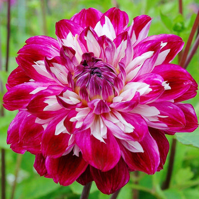 Dahlia - Optical Illusion By Easy To Grow Bulbs