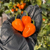 Habanero Chili Pepper Seeds, Serious Garden Vegetables