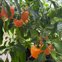 Habanero Chili Pepper Seeds, Serious Garden Vegetables