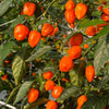Habanero Chili Pepper Seeds, Serious Garden Vegetables