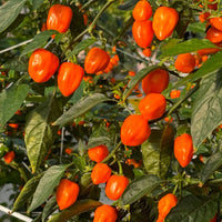 Habanero Chili Pepper Seeds, Serious Garden Vegetables