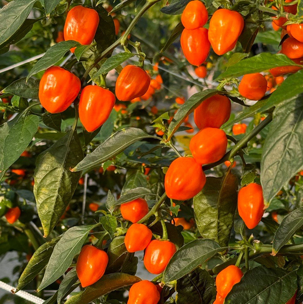 Habanero Chili Pepper Seeds, Serious Garden Vegetables