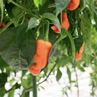 Orange Peter Pepper Seeds (Non-Isolated), Medium Heat Garden Vegetables