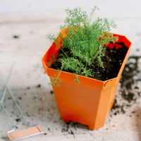 5" Heavy Duty Nursery Pots By Bootstrap Farmer MADE IN THE USA