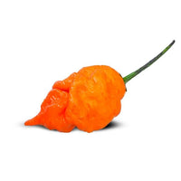 Orange Long-Tailed Scorpion Seeds, Rare Exotic Piercing Heat Garden Vegetables