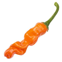 Orange Peter Pepper Seeds (Non-Isolated), Medium Heat Garden Vegetables