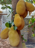 Artocarpus heterophyllus, Jackfruit ‘Orange Crush’ Tree Live Plant