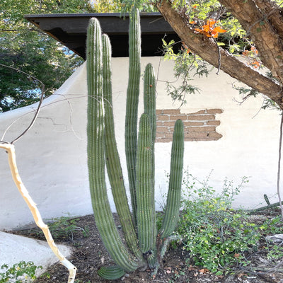 Stenocereus Thurberi Plant, Organ Pipe Cactus