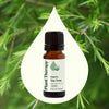 Organic Tea Tree Essential Oil By Plant Therapy