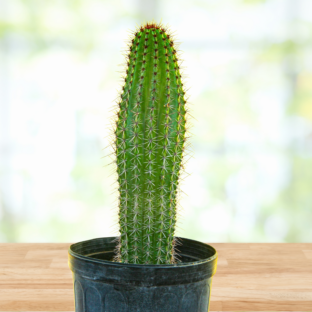 Stenocereus Thurberi Plant, Organ Pipe Cactus