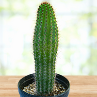 Stenocereus Thurberi Plant, Organ Pipe Cactus