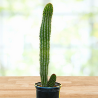 Stenocereus Thurberi Plant, Organ Pipe Cactus