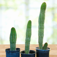 Stenocereus Thurberi Plant, Organ Pipe Cactus