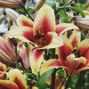 3 Lilium Bulbs - Fragrant Orienpet Lily Flavia By Easy To Grow Bulbs