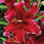 Lilium 3 Bulbs - Oriental Lily Rio Negro By Easy To Grow Bulbs