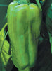 Big Bertha Pepper Seeds, Garden Vegetables