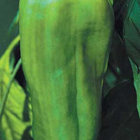 Big Bertha Pepper Seeds, Garden Vegetables