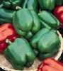 Yolo Wonder Mild Pepper Seeds, Warmer Climate Garden Vegetables
