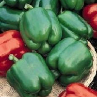 Yolo Wonder Mild Pepper Seeds, Warmer Climate Garden Vegetables