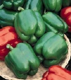 Yolo Wonder Mild Pepper Seeds, Warmer Climate Garden Vegetables