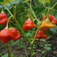 Cambuci Pepper Seeds, Rare Brazilian Garden Vegetables