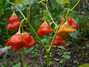 Cambuci Pepper Seeds, Rare Brazilian Garden Vegetables