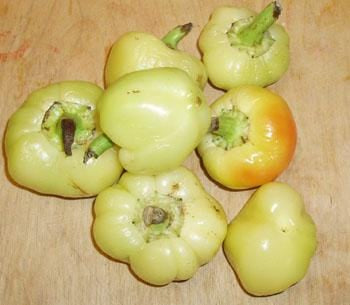 Apple Hungarian Sweet Pepper Seeds, Garden Vegetables