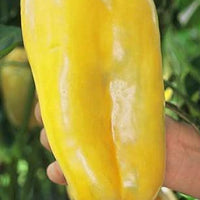 Super Heavyweight F1 Bell Pepper Seeds, XXL Hybrid Garden Vegetables