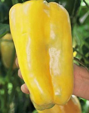 Super Heavyweight F1 Bell Pepper Seeds, XXL Hybrid Garden Vegetables