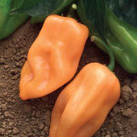 Burning Bush F1 Pepper Seeds, Habanero Hybrid Garden Vegetables