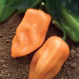 Burning Bush F1 Pepper Seeds, Habanero Hybrid Garden Vegetables