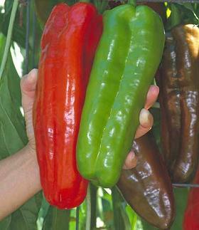 Marconi Giant Pepper Seeds, Versatile Garden Vegetables