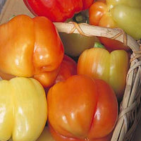 Blushing Beauty F1 Pepper Seeds, Color Changing Garden Vegetables