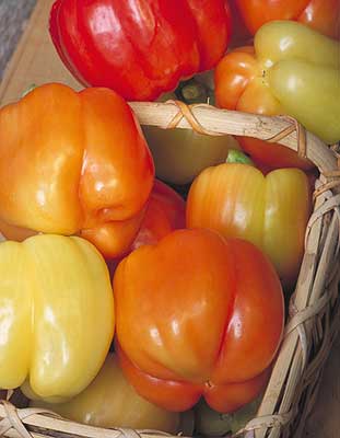 Blushing Beauty F1 Pepper Seeds, Color Changing Garden Vegetables