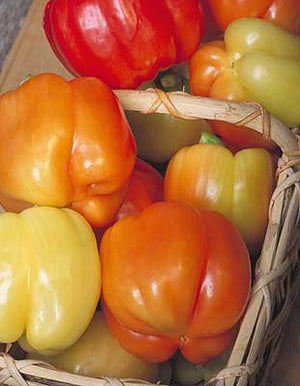Blushing Beauty F1 Pepper Seeds, Color Changing Garden Vegetables