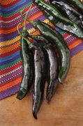 Holy Mole Pepper Seeds, Pasilla Hybrid Garden Vegetables 