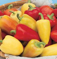 Antohi Romanian Pepper Seeds, Mild Fruity Garden Vegetables