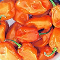 Habanero Magnum Orange Pepper Seeds, Garden Vegetables
