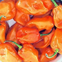 Habanero Magnum Orange Pepper Seeds, Garden Vegetables