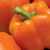 Orange Sun Bell Pepper Seeds, Sweet Garden Vegetables