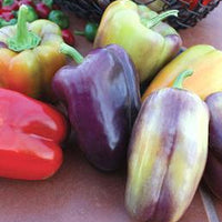 Pinot Noir Pepper Seeds, Garden Vegetables