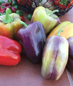 Pinot Noir Pepper Seeds, Garden Vegetables