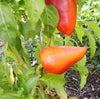 Romanian Sweet Pepper Seeds, European Garden Vegetables