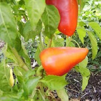 Romanian Sweet Pepper Seeds, European Garden Vegetables