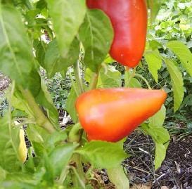 Romanian Sweet Pepper Seeds, European Garden Vegetables