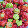 Mushroom Red Cap Pepper Seeds, Heirloom Chili Garden Vegetables