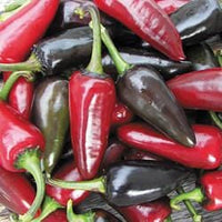 Black Hungarian Pepper Seeds, Bold Ornamental Garden Vegetables