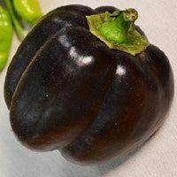 Bella Noir Mild Sweet Bell Pepper Seeds, Bold Garden Vegetables